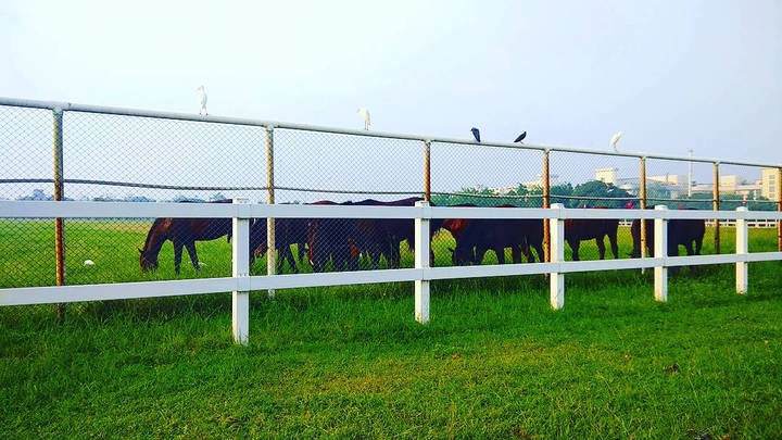 stud farm