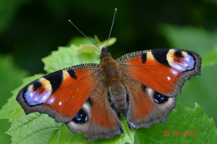 butterfly