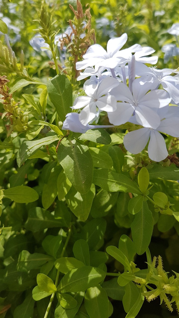 Flowers