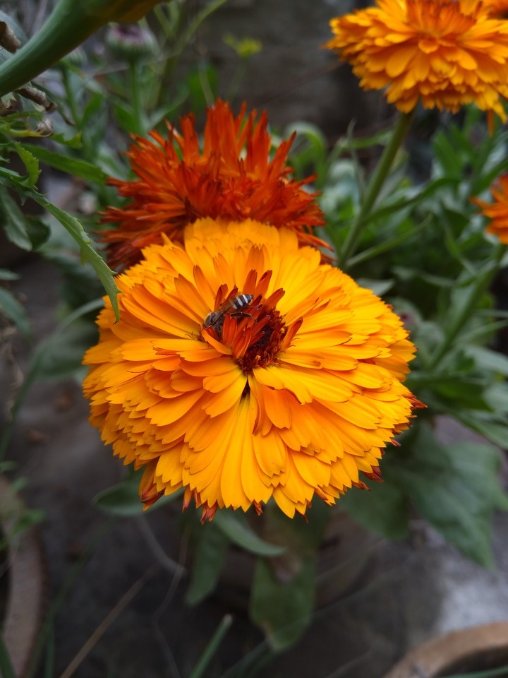 flowers