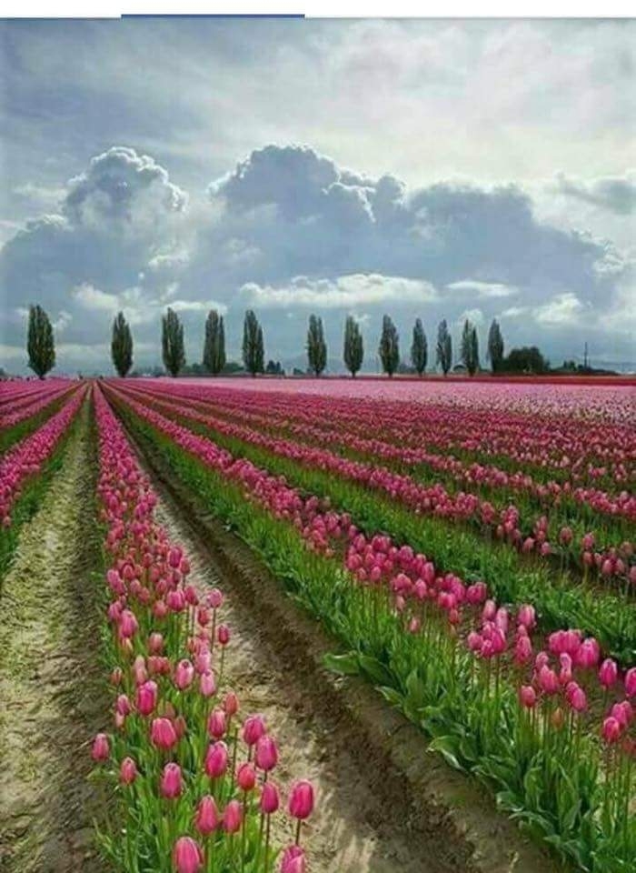 Tulip Garden
