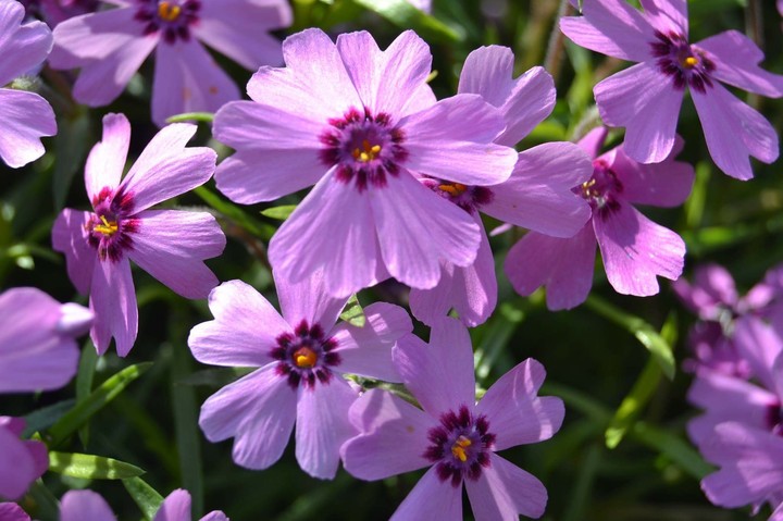 Spring flowers.