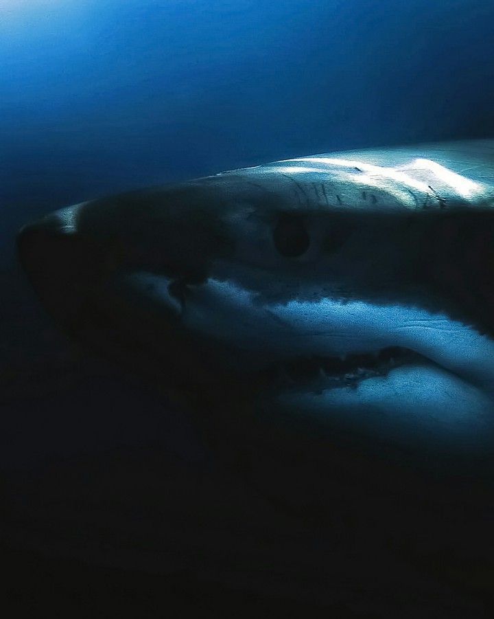 Rays on A Killer