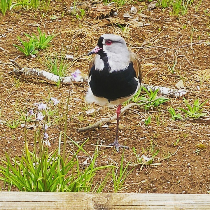 treile chileno