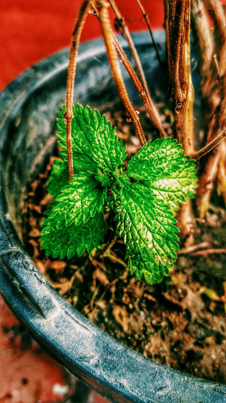 mint