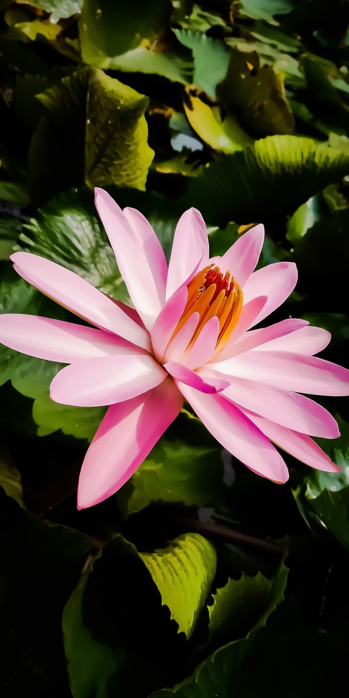 The Lotus