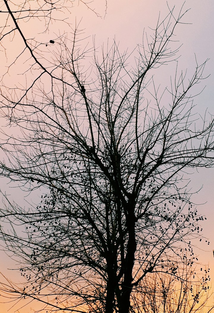 tree sunnset
