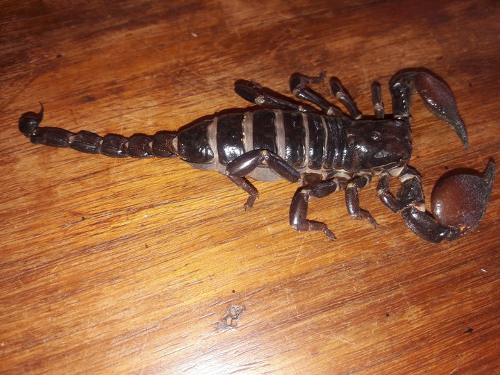 Scorpion