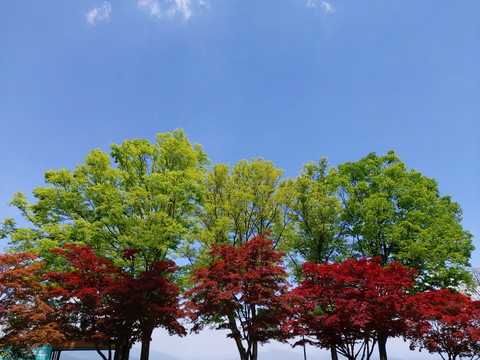 colorful trees