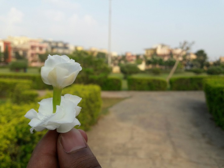 Flower