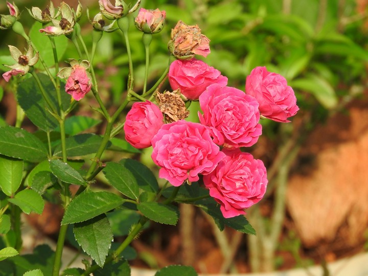 rosee