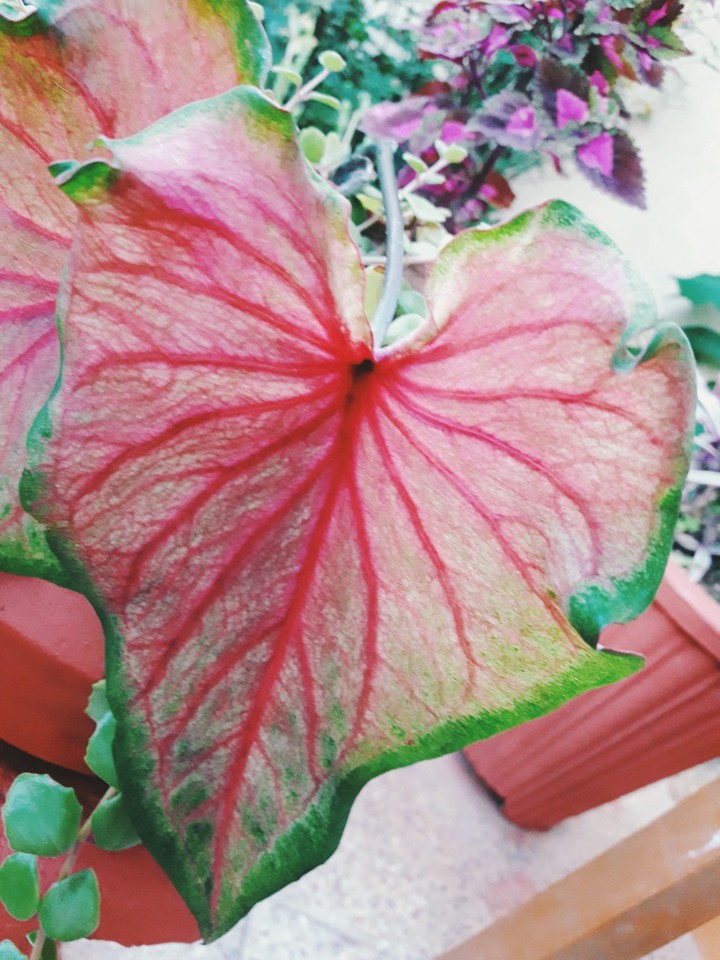 leaf