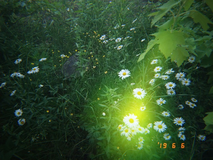 chamomile?