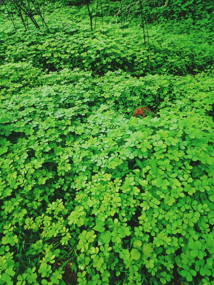 Why not go green