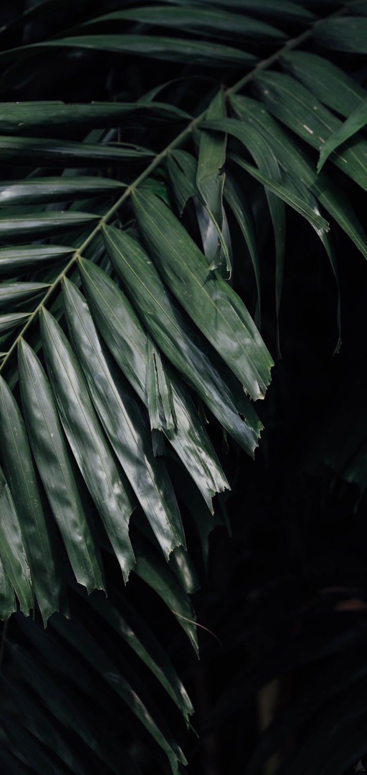 Fern