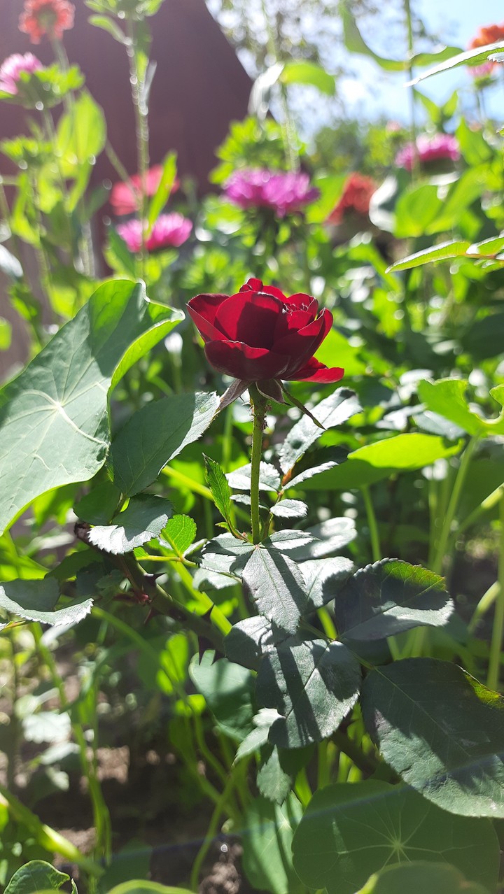 roses