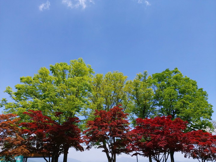 colorful trees