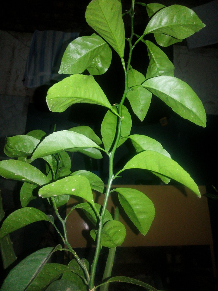 Plant