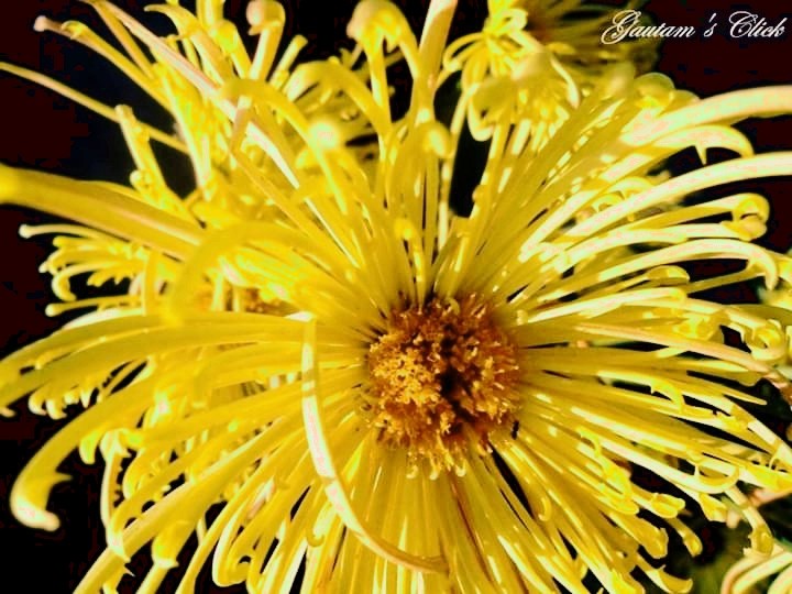 Happy Flower