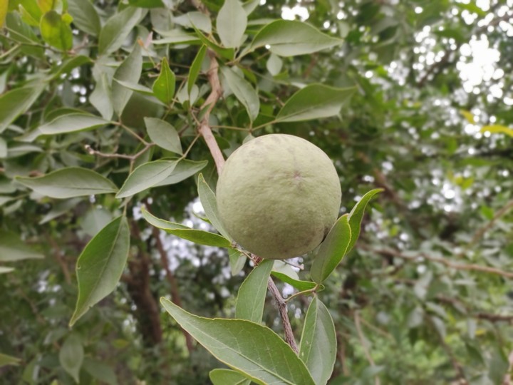 fruit