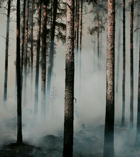 forest