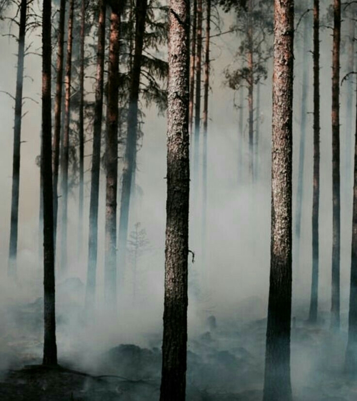 forest