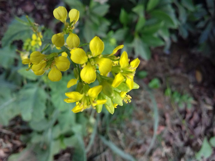 yellowish green flower