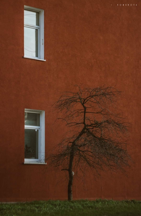 A tree