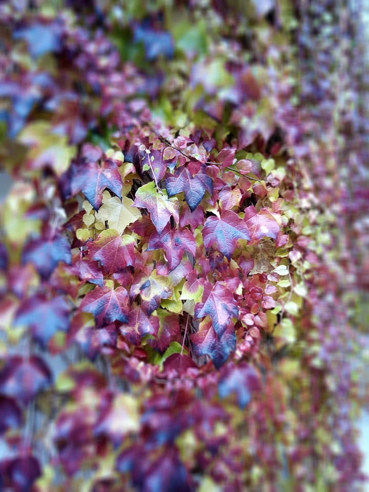 autum