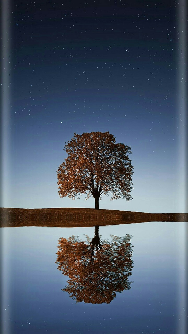 single tree
