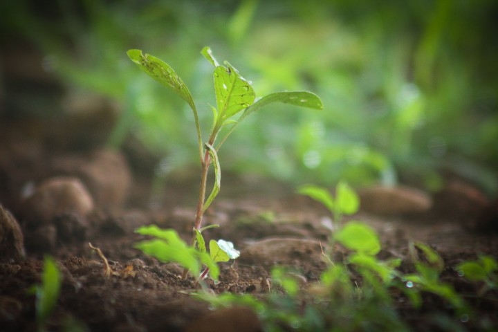 plant