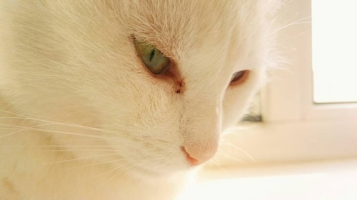 кот