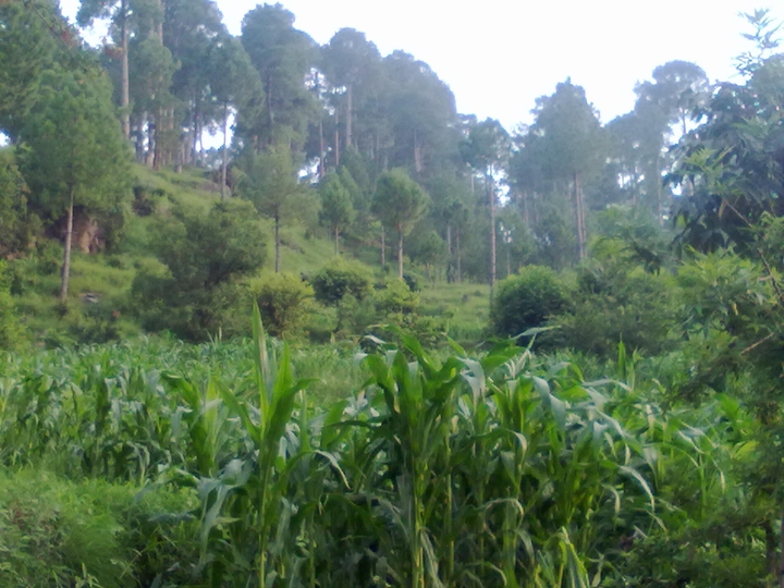 Field