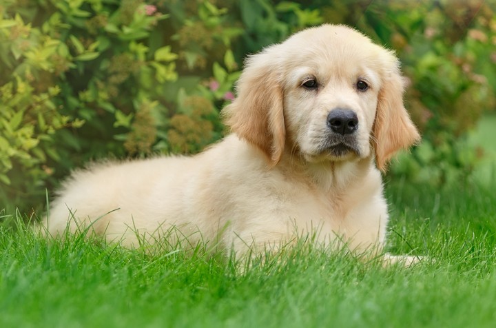 dogi