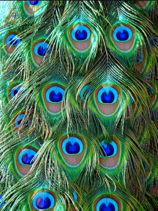 fether of peacock