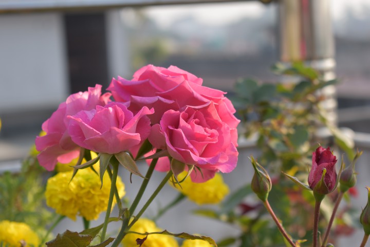 ROSE2..Click : BY ME..