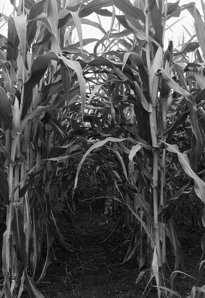 corn