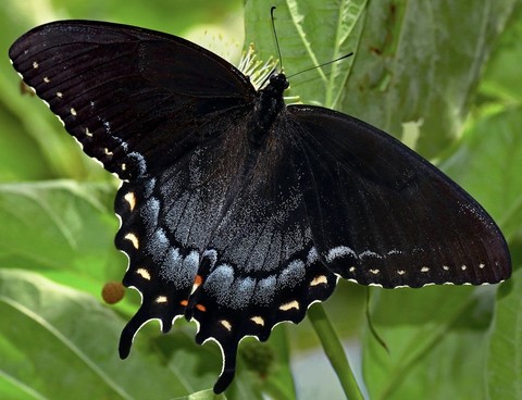 sfondi insect, butterfly