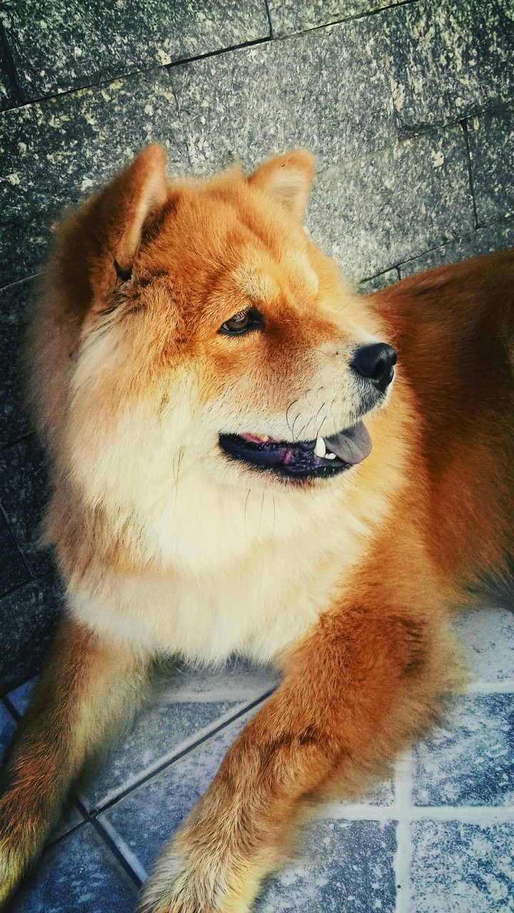 Chow-Chow