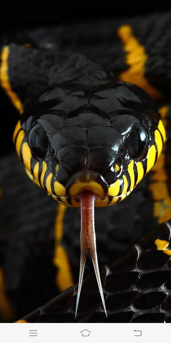 snake ?