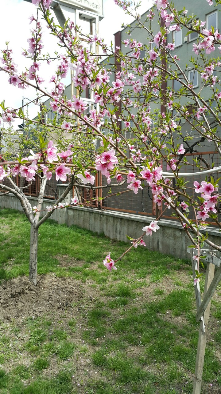 Bahar