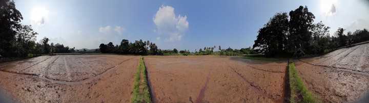 Paddy field
