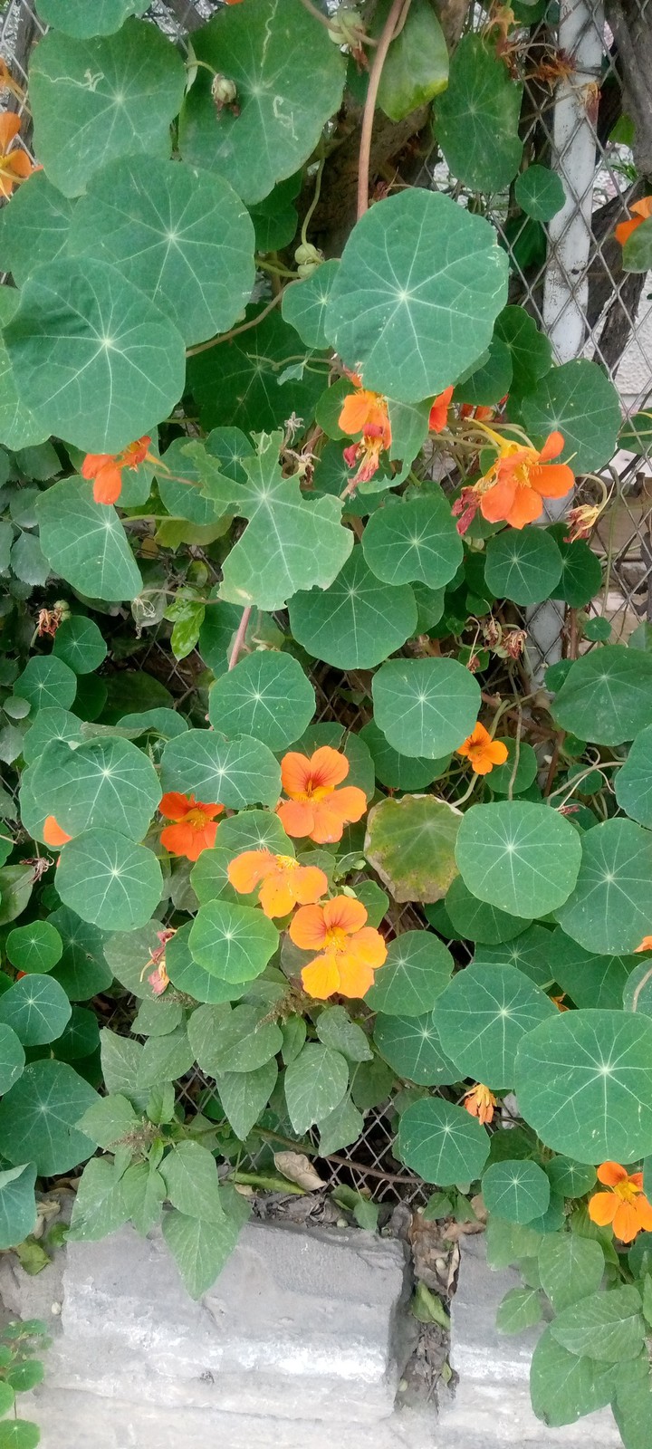 Orange Flowers