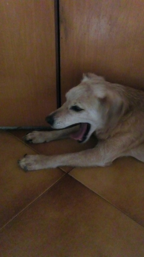 tobia