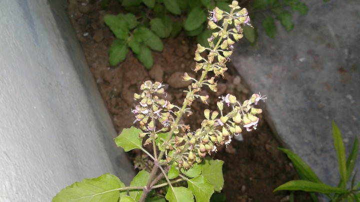 tulsi