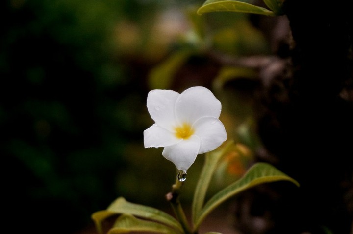 white flower