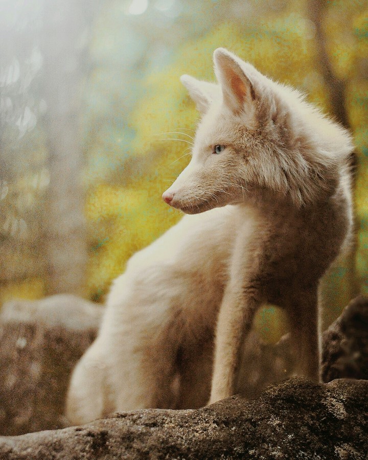 fox