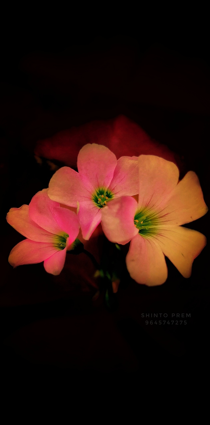 #flower