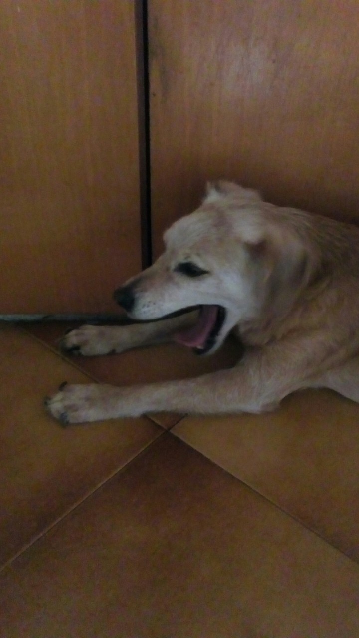 tobia
