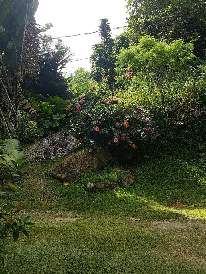 Plants